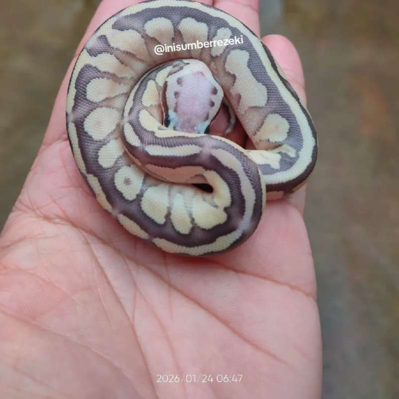 Baby ball python Butter Pastel BP unsex