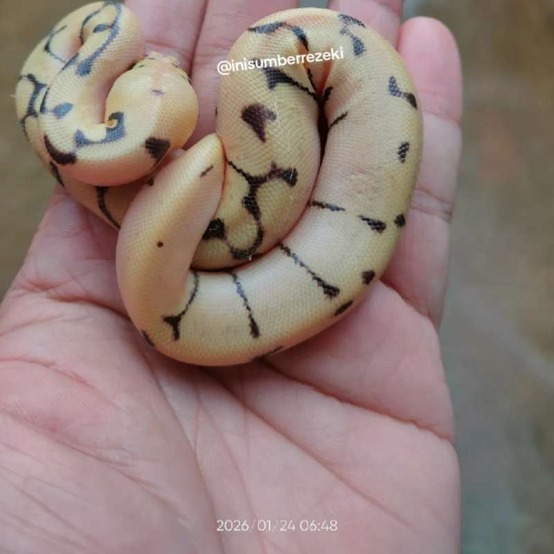 Baby ball python Spider Pastel Enchi BP unsex