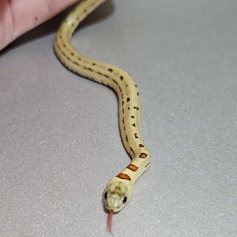 [Minus] Thayeri Mountain Kingsnake