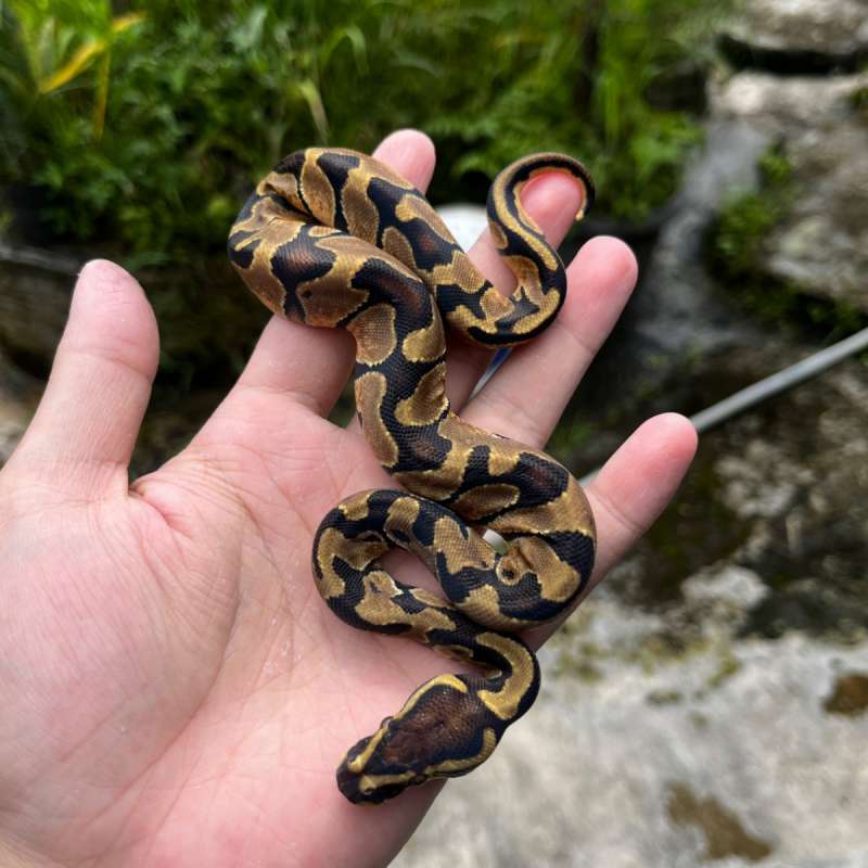 BP ENCHI OD PH PIED ALBINO