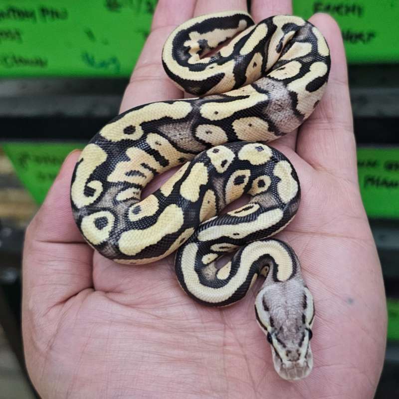 PASTEL YELLOW BELLY DOUBLE HET CLOWN HYPO