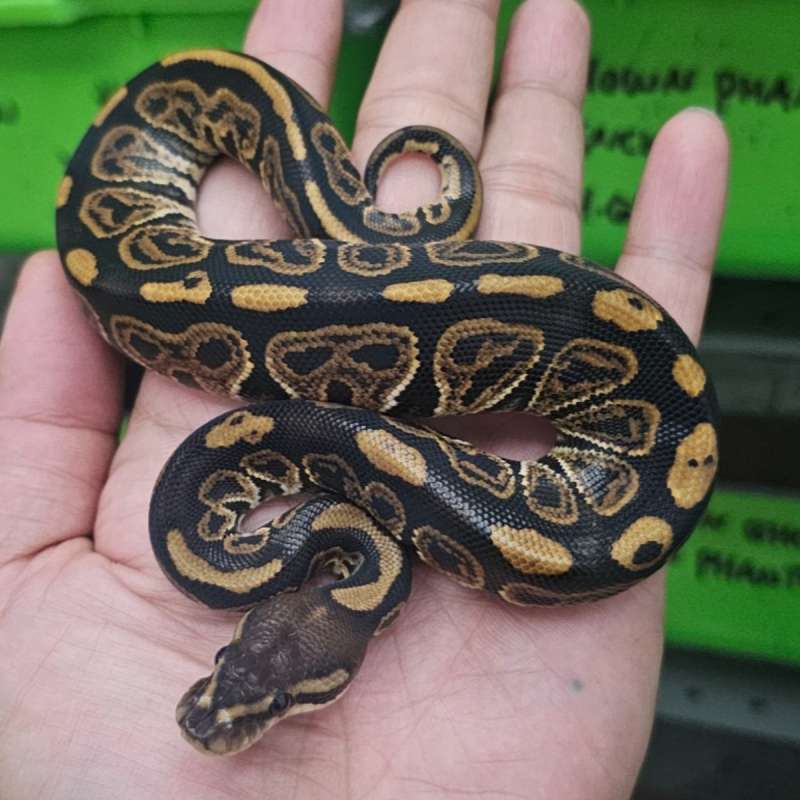 BLACK PASTEL HET CLOWN POSS HET ALBINO