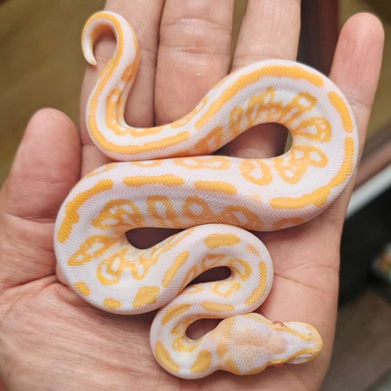 ALBINO BLACK PASTEL