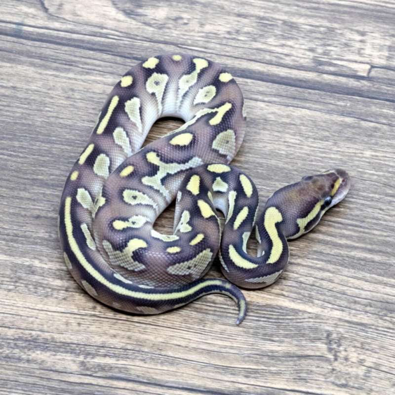 LEOPARD LESSER HET CLOWN