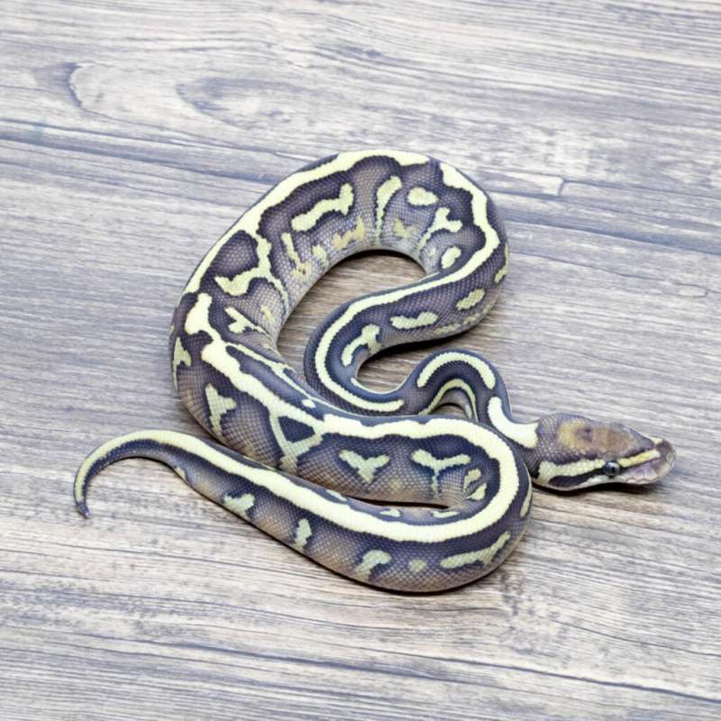 BLACK HEAD LEOPARD LESSER HET CLOWN