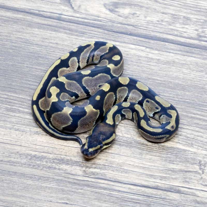 ORANGE DREAM HET PIED