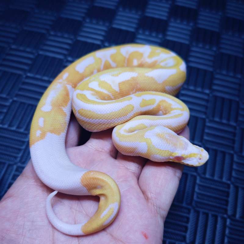 M Albino Pied Hi Contrast