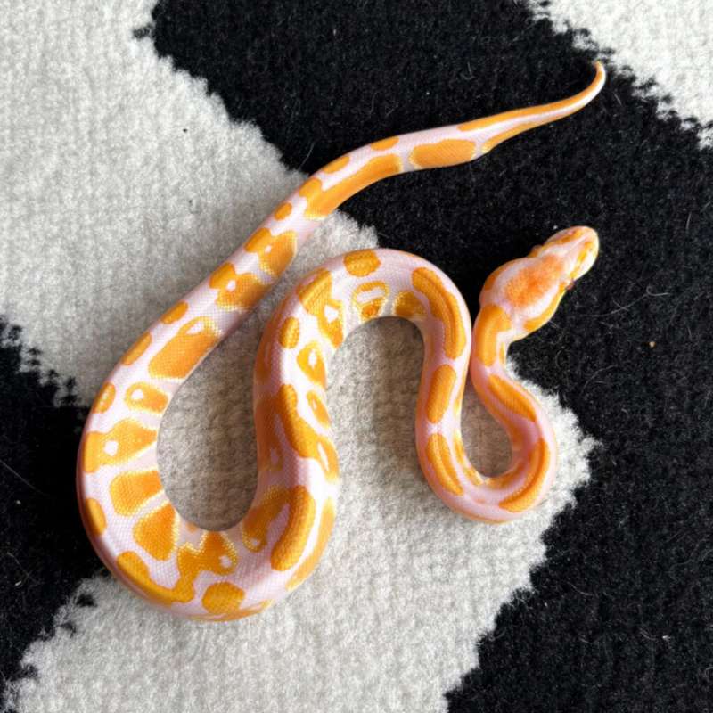 Lavender Het Clown - M