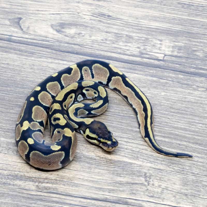 ENCHI ORANGE DREAM HET PIED