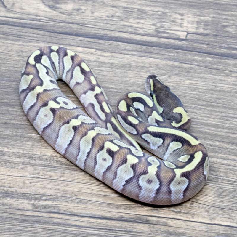 GHI MOJAVE ORANGE DREAM HET PIED
