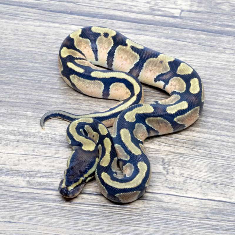 ORANGE DREAM HET PIED