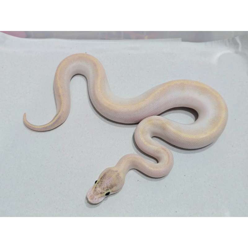 Ivory (Super Yellow Belly) Cakeeppp