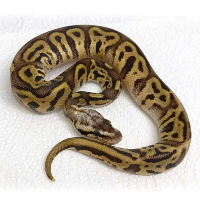 [Unsexed] F Pastel Leopard Poss SN YB het Clown [25C0703]