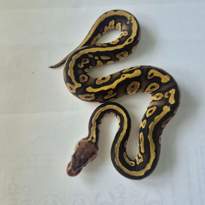 Mahogany Pastel pos het Pied