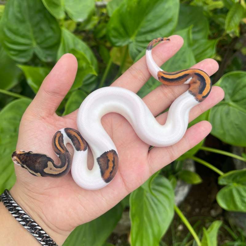 F blackpastel pied hi white