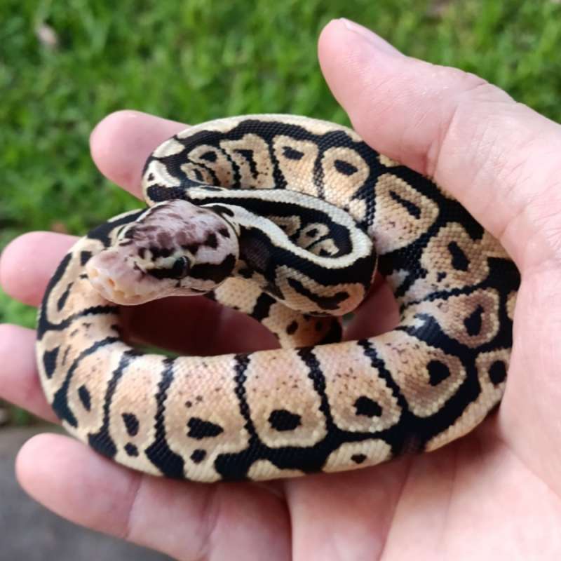 [Unsexed] Pastel Spotnose het DG 66% ph Clown or Cryptic [25C1304]