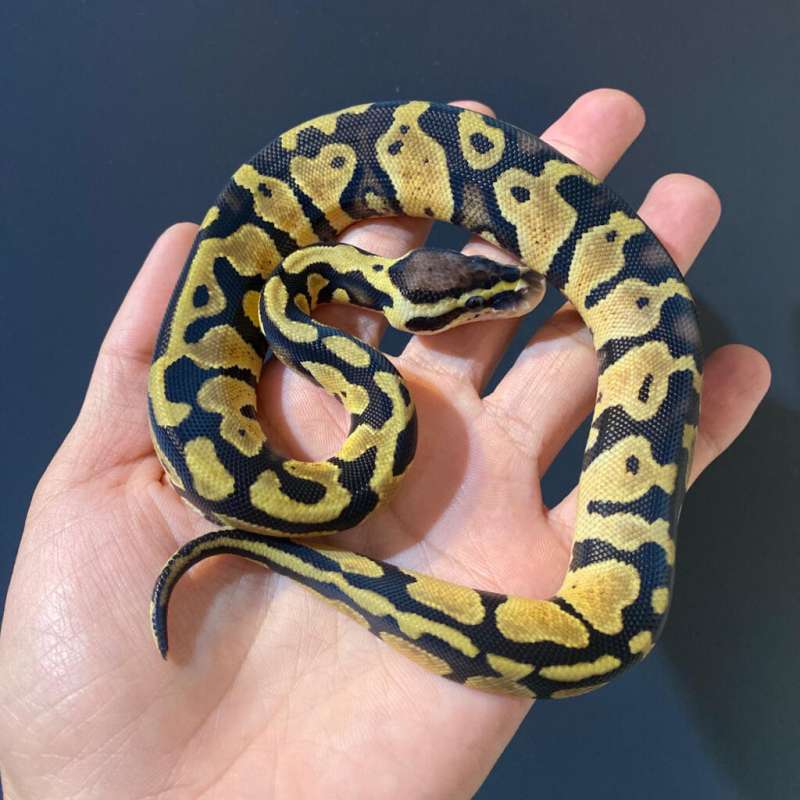 F - Pastel Het Clown ph 66% DG