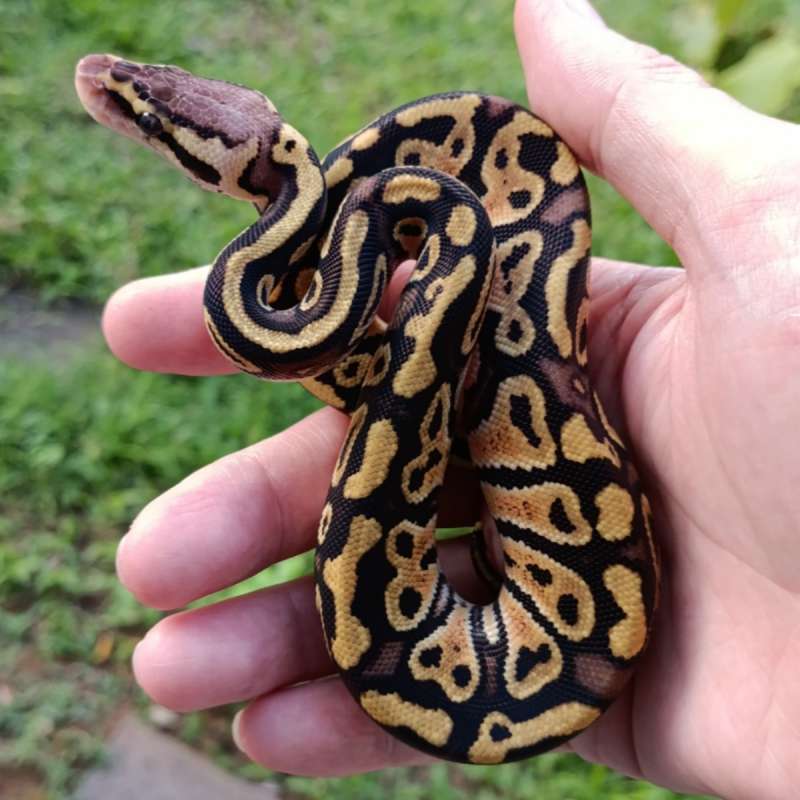 [Unsexed] F Pastel het Clown [25C1402]