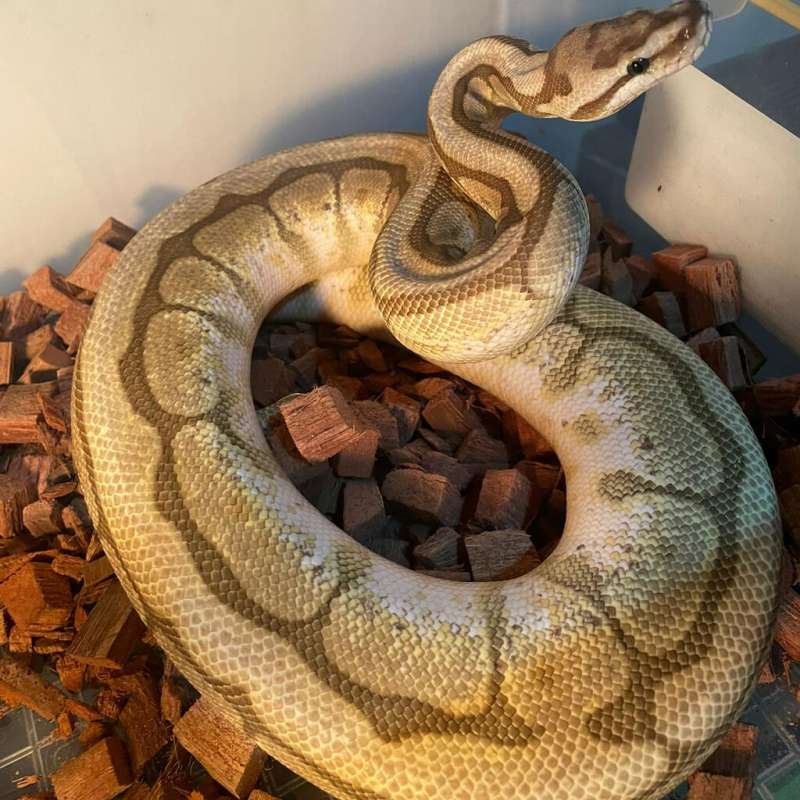 F. QueenBeee Het Pied Proven (Siap Breed)
