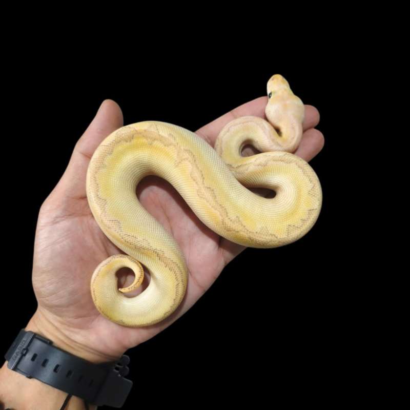 Male Bambo Enchi RS Pastel Clown