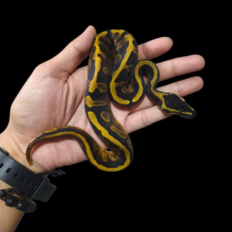 Female GHI Enchi Pos OD Pied