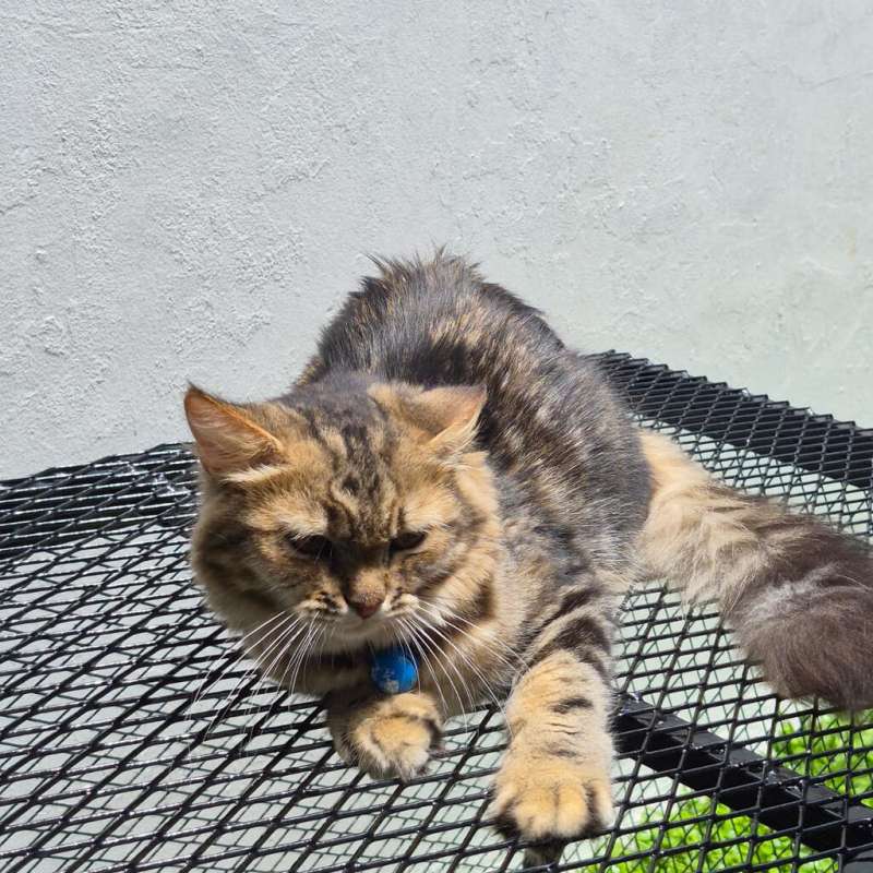 Kucing Mix Persia & Mainecoon 6 bulan