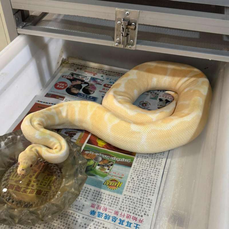 Albino Clown Female Proven Jumbo