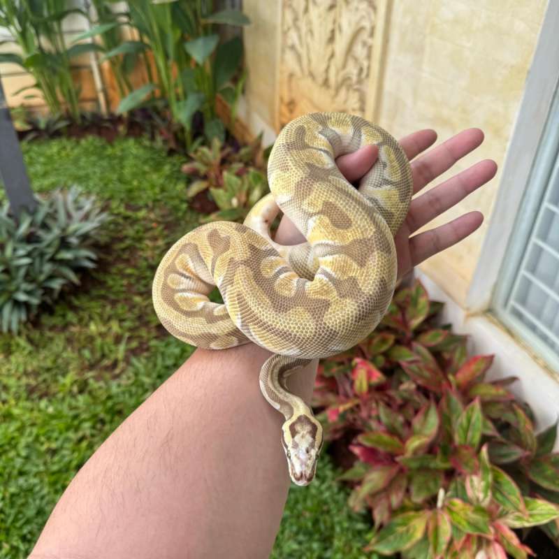 MICROSCALE ENCHI LESSER HET CLOWN M