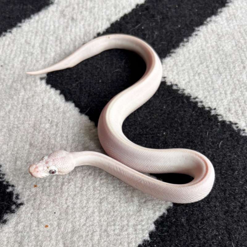 Blue Eyed Lucy Ball Pythons