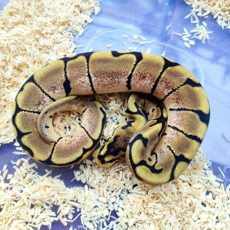 Spider het pied ph lavender