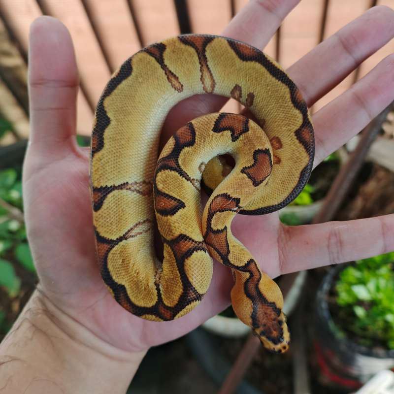 (F) Orange Dream Enchi Clown ph Albino