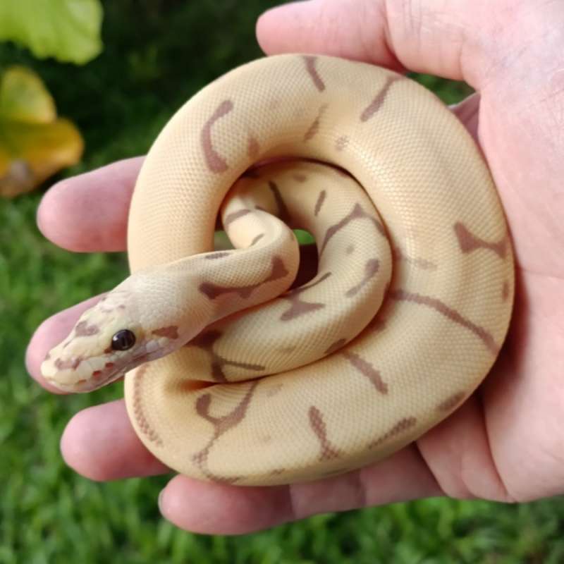 [Unsexed] Banana (Enchi) Leopard Spider Pos Pastel 66% ph Clown [25C1501]
