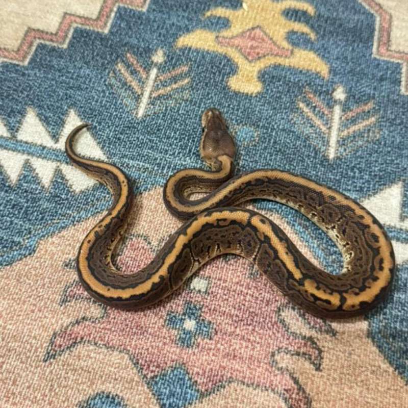 Black Pastel Pinstripe Het Albino