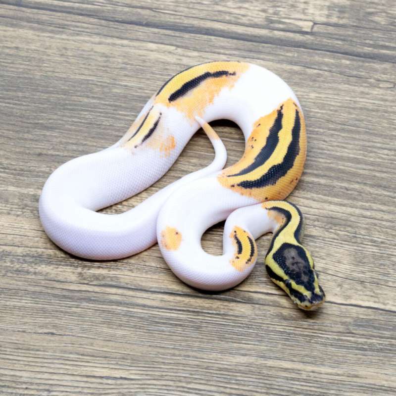 ORANGE DREAM YB PASTEL PIED
