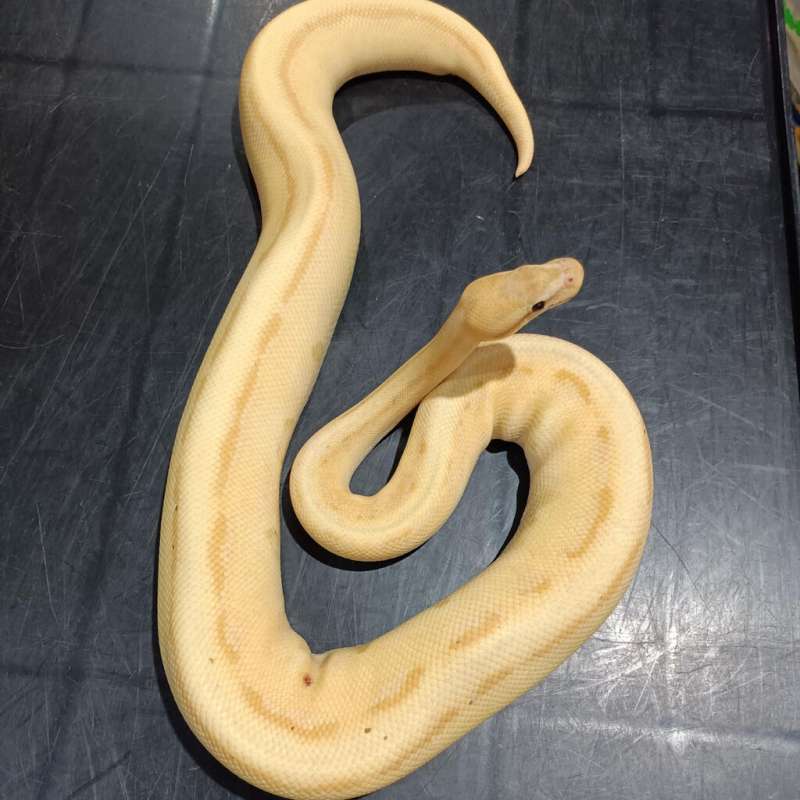 Banana Enchi Orange Dream Genetic stripe