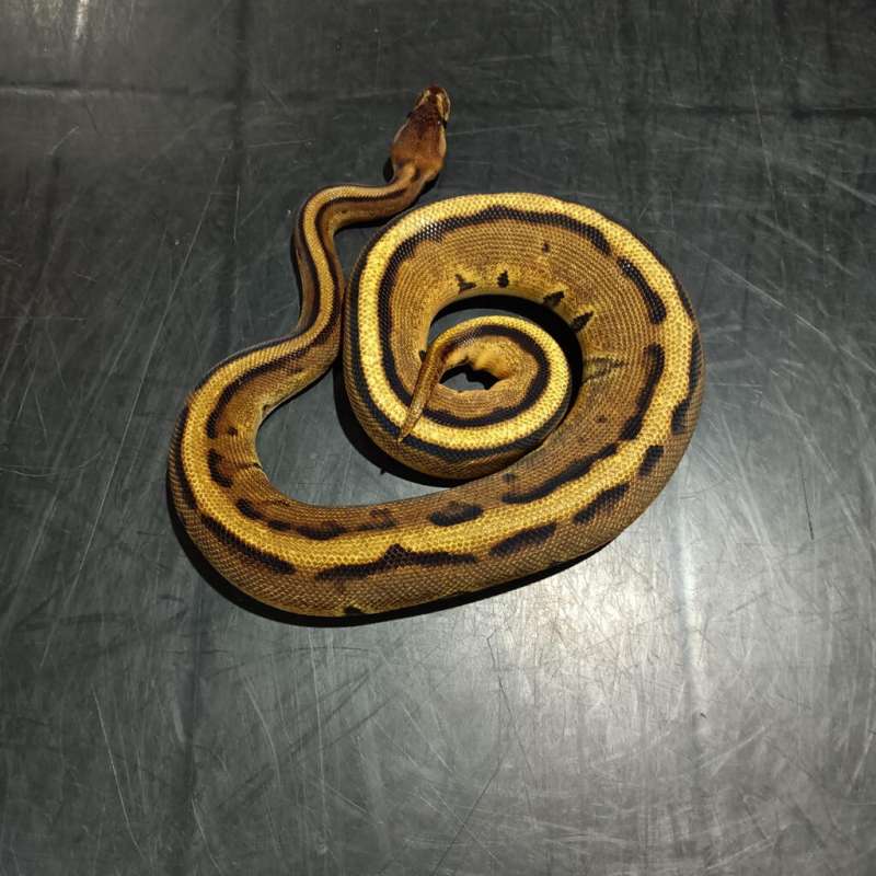 Orange Dream Genetic stripe