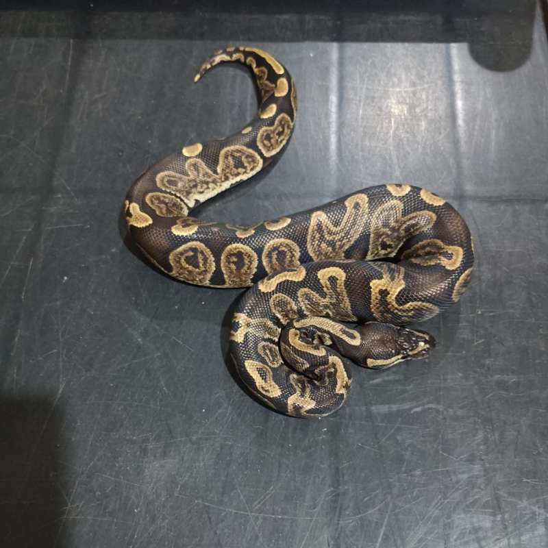 GHI Het Axantic Pied