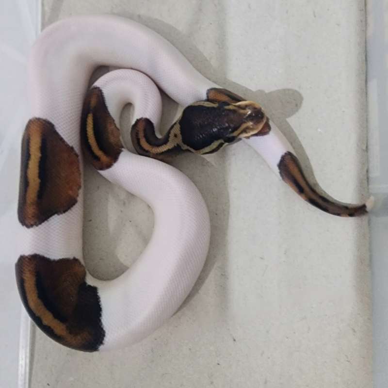 Blackpastel Pied Male