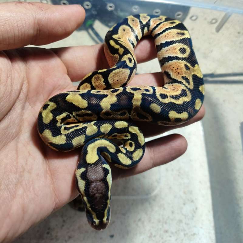 Pastel het clown