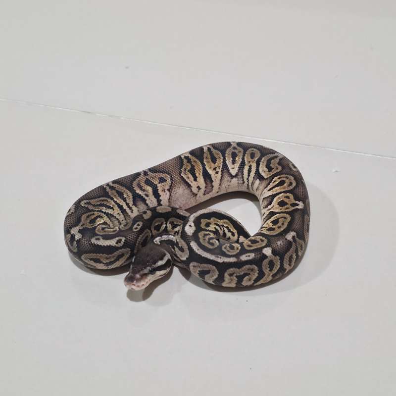 Female Black Pewter Het Lavender PH Pied