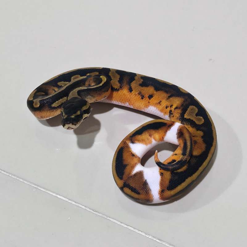 Male Pied