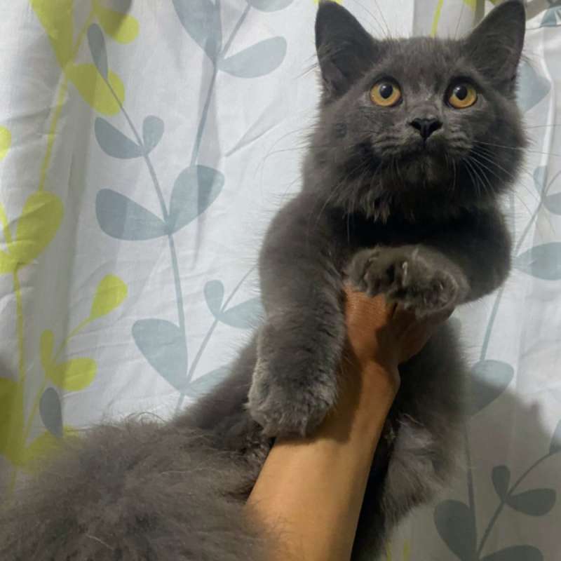 kucing kitten x British longhair