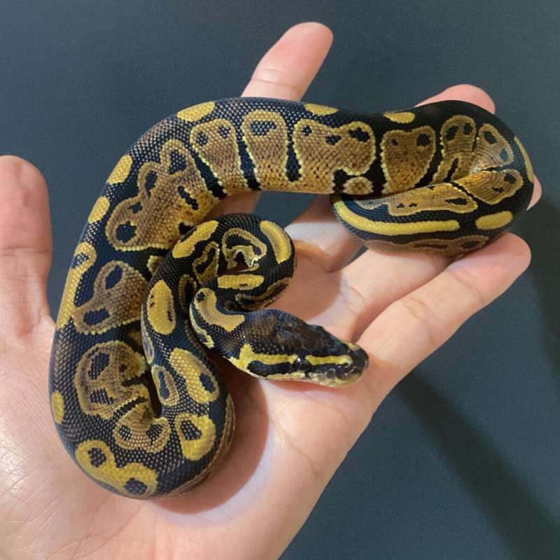 M - Normal het Pied ph Lavender