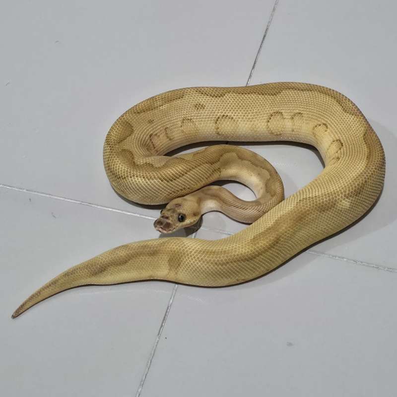 Male Butter Leopard Clown