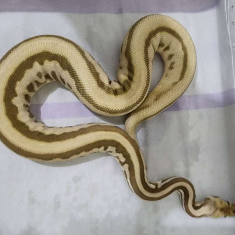 Leopard Spotnose Lesser PH Pied Female