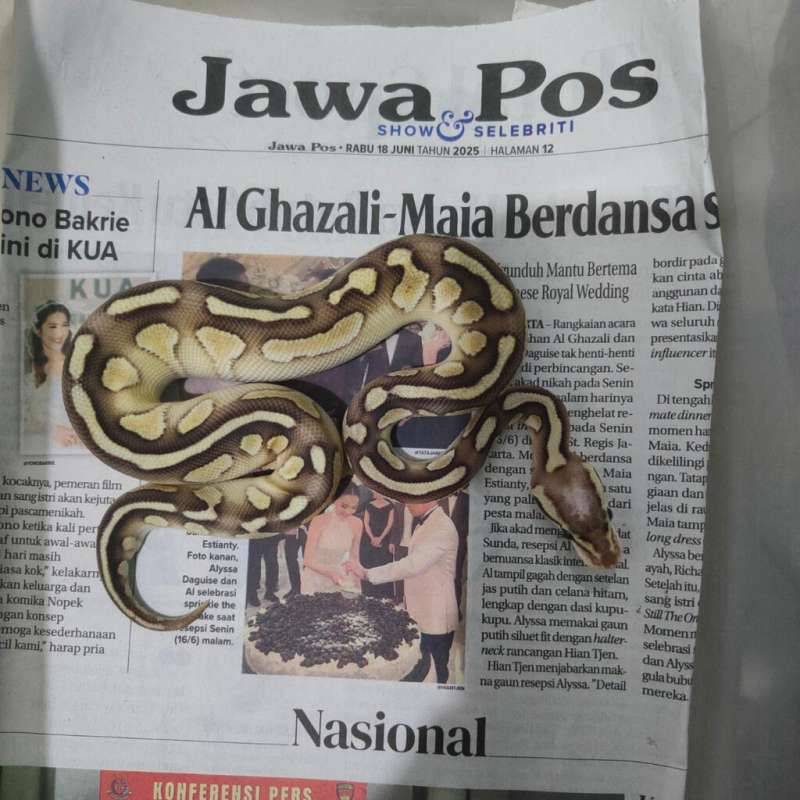 Pastel lesser ph clown