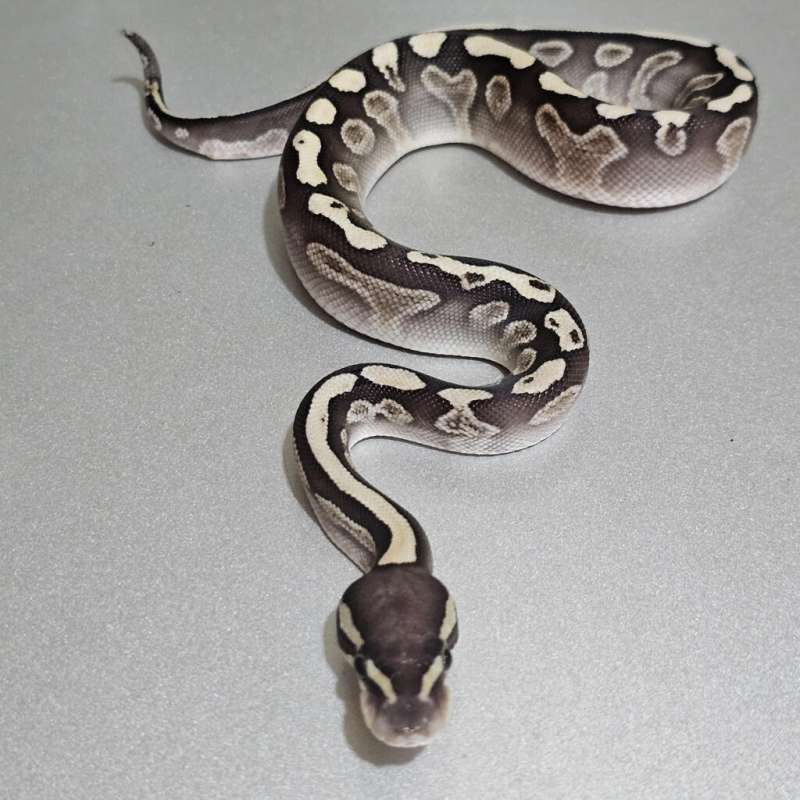 Ghi Lesser het Clown