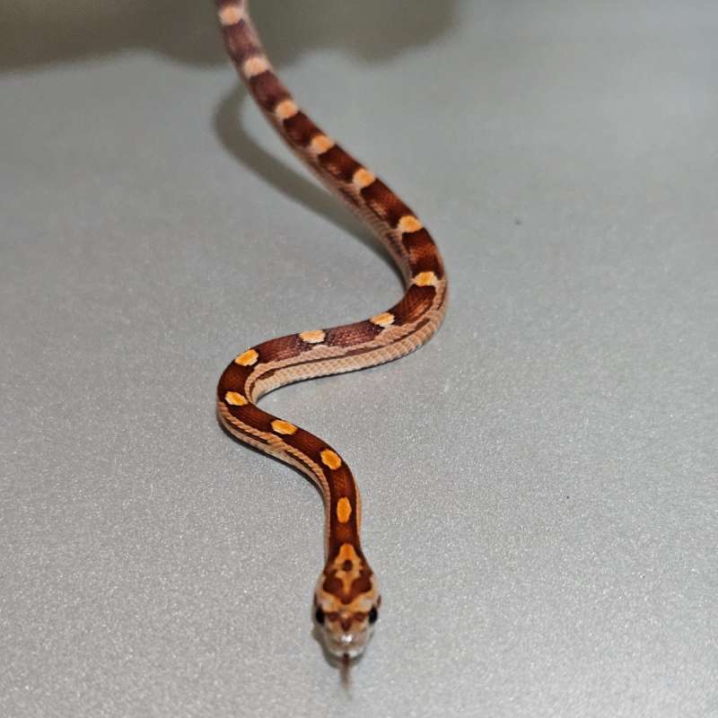 Motley 66%quad het +