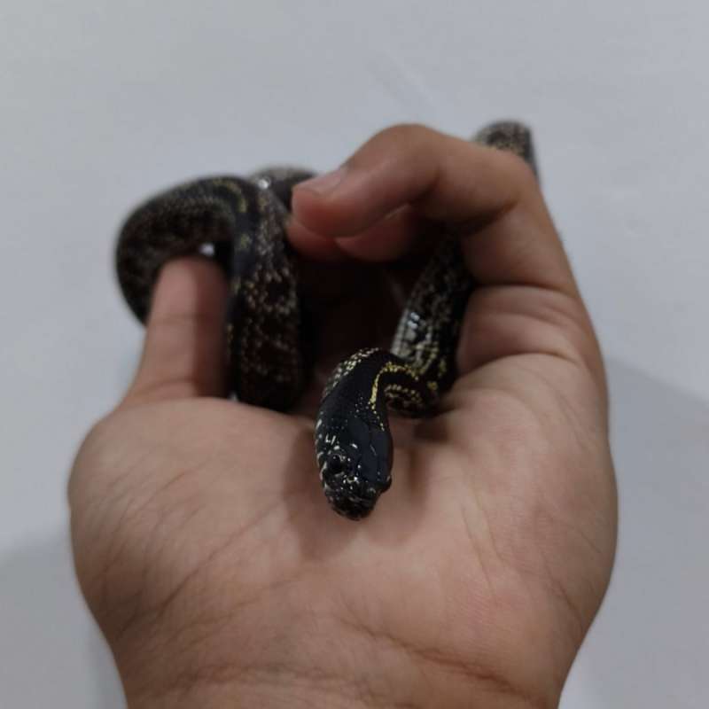KS King Snake Hybrid