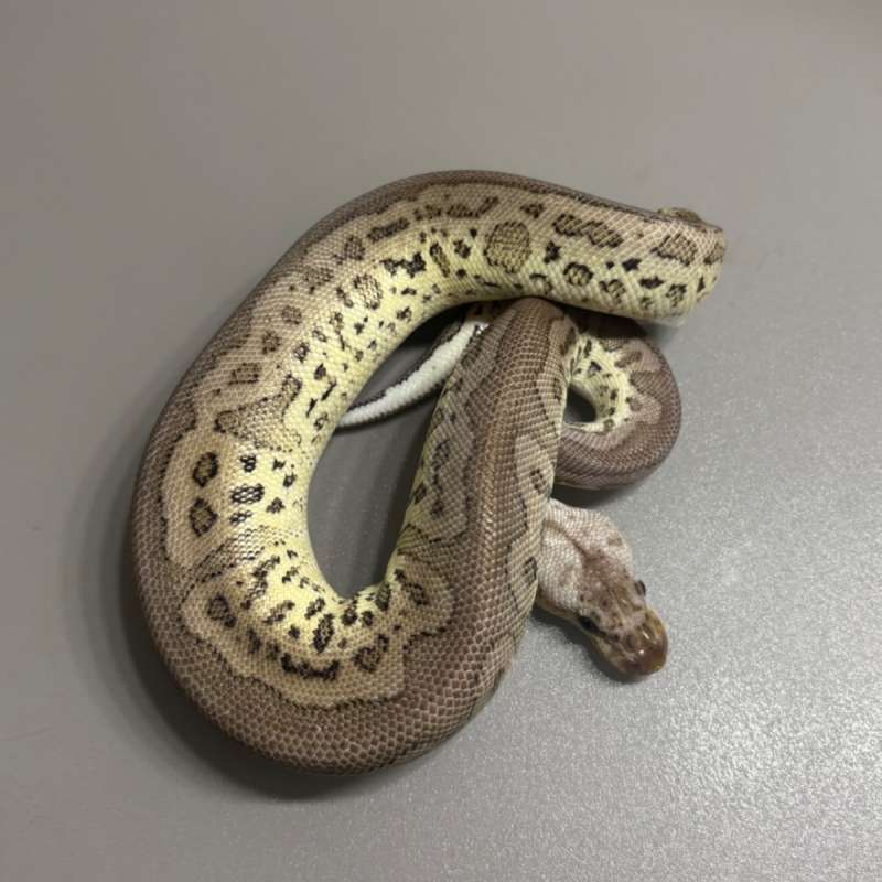 Leopard cinnamon pastel clown - M